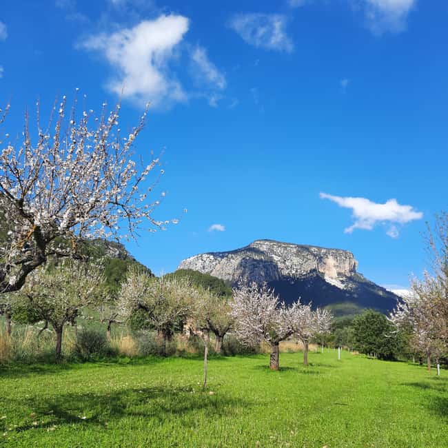 Mallorca: Almond Blossom Minivan Tour with tasting - GERMAN - Almond blossoms on Mallorca, away from the beach crowds