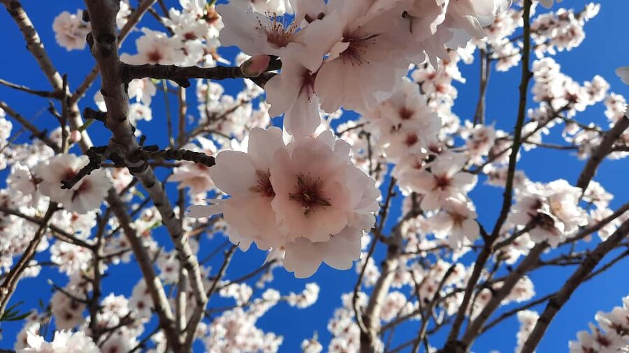 Mallorca: Almond Blossom Minivan Tour with tasting - GERMAN - Stop 1 to Stop 3: getting into the right countryside, then finding the camera angles