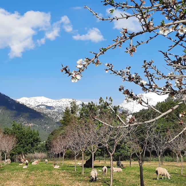 Mallorca: Almond Blossom Minivan Tour with tasting - GERMAN - Minivan timing, pickups, and how the 5 hours stay focused