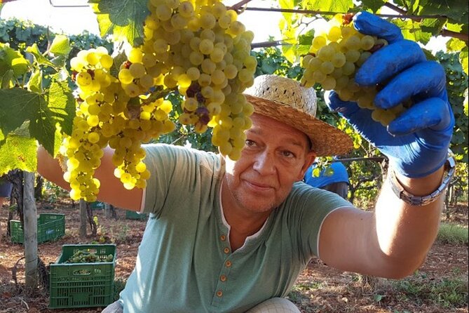 Mallorca Bodega & Olive Minibus Tour incl. Pick-up South Coast - Key highlights before you go