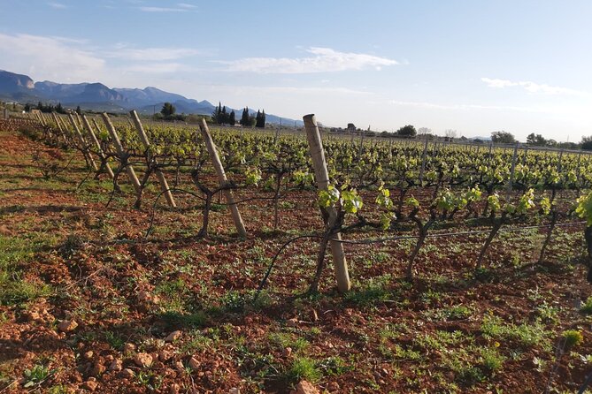 Mallorca Bodega & Olive Minibus Tour incl. Pick-up South Coast - Group size and guide style: why the tour feels personal