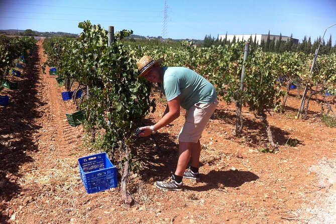 Mallorca Bodega & Olive Minibus Tour incl. Pick-up South Coast - Cellar time at Bodegas Angel, Vins Nadal, Bodega Ramanya, and Celler Tianna Negre