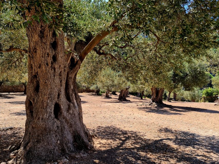 Mallorca: Day Trip to Hidden Gems of Tramuntana with Lunch - Miramar Monastery: Archduke Luis Salvador, an old mill, and Byzantine Garden legends