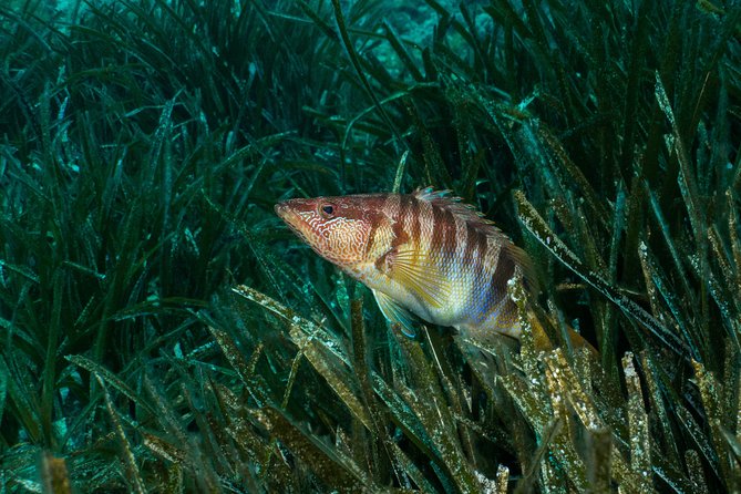 Mallorca: Discover Scuba Diving from the beach - Why This Beach Scuba Session Works for First-Timers in Mallorca