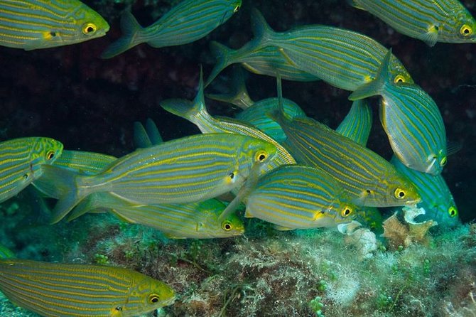 Mallorca: Discover Scuba Diving from the beach - The On-Land Briefing, Then Shallow-Water Practice