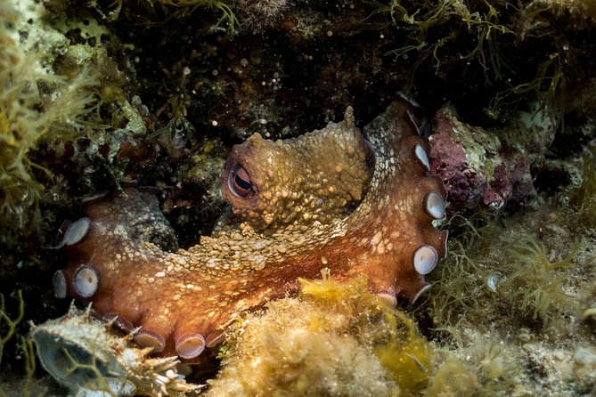 Mallorca: Discover Scuba Diving from the beach - The exact flow in your 2 hour intro program
