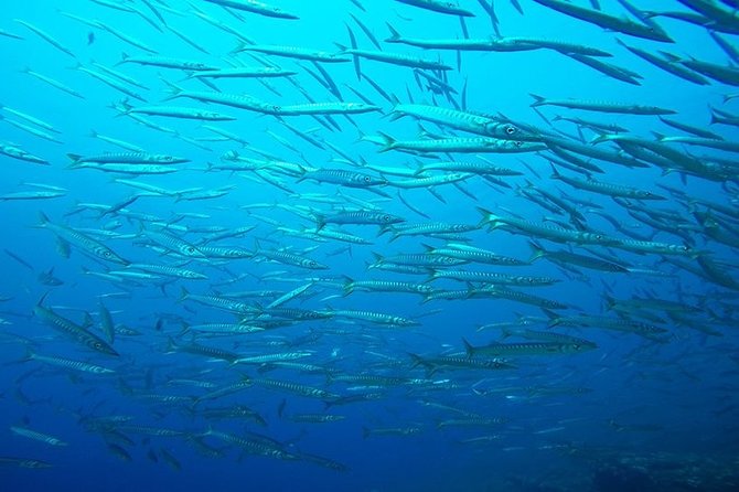 Mallorca: Discover Scuba Diving from the boat - Boat ride to the site: part of the experience, not just transit