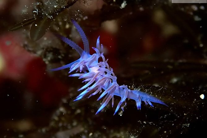 Mallorca: Discover Scuba Diving from the boat - Underwater session 2 up to 12 meters: when comfort and conditions line up