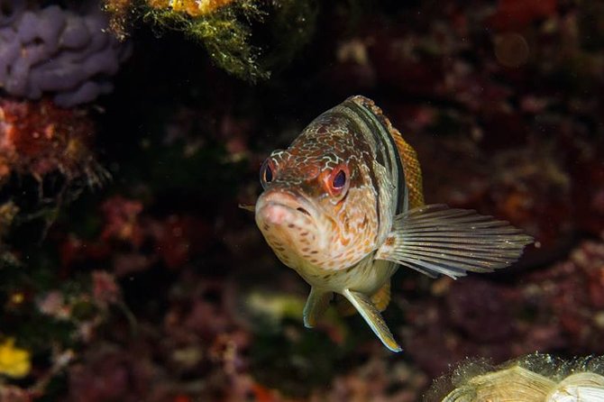 Mallorca: Discover Scuba Diving from the boat - Who should book this program, and who should pause
