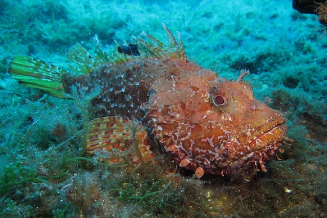 Mallorca: Discover Scuba Diving from the boat - On-land briefing: the short theory that prevents big confusion underwater