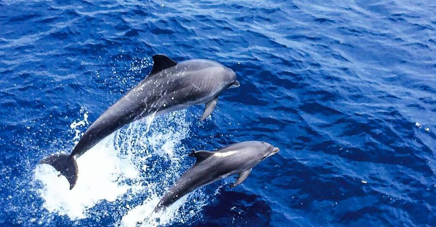 Mallorca: Dolphin Watching Cruise - Key highlights worth planning around
