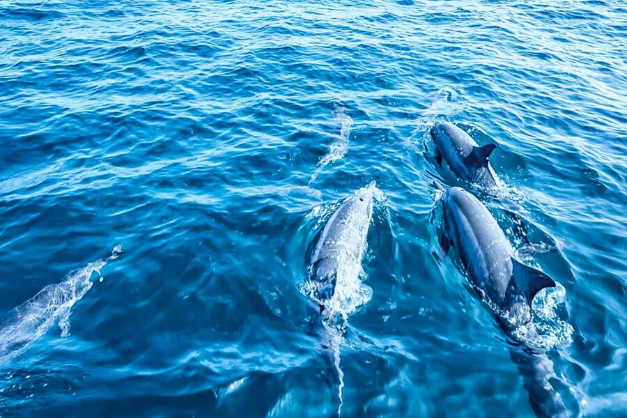 Mallorca: Dolphin Watching Cruise - Dolphin spotting without the stress: what helps you see them