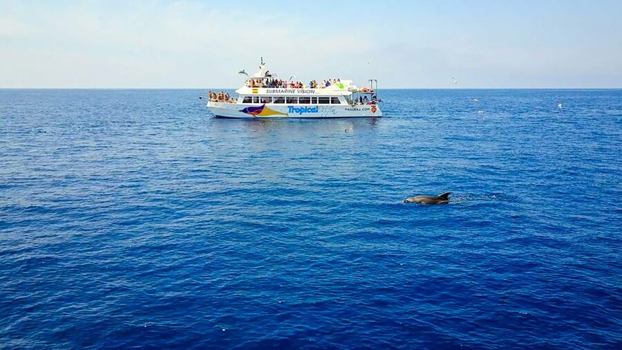Mallorca: Dolphin Watching Cruise - Seats, viewing angles, and the small choices that pay off