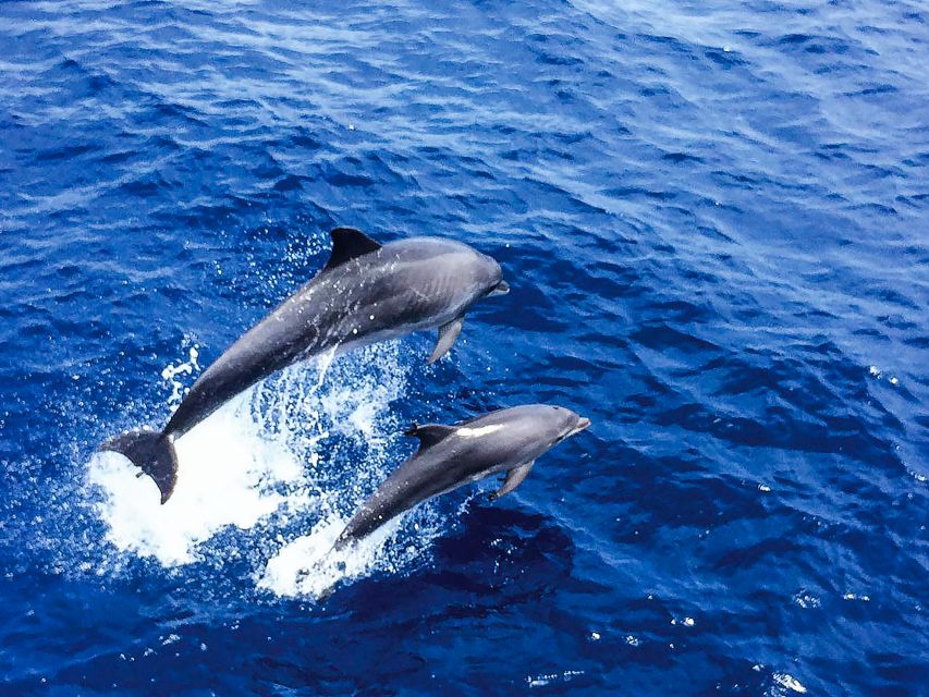 Mallorca: Dolphin Watching Cruise - How the 3 hours on the water actually runs