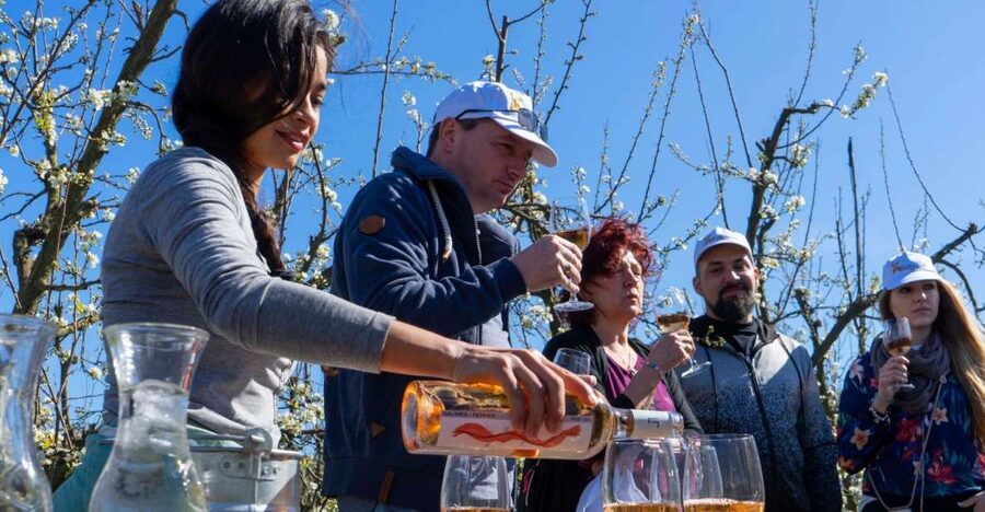 Mallorca: Full-Day Winery Small Group Tour - Stop One: Mallorca Wine Roots, Vineyard Views, and a Quality Producer