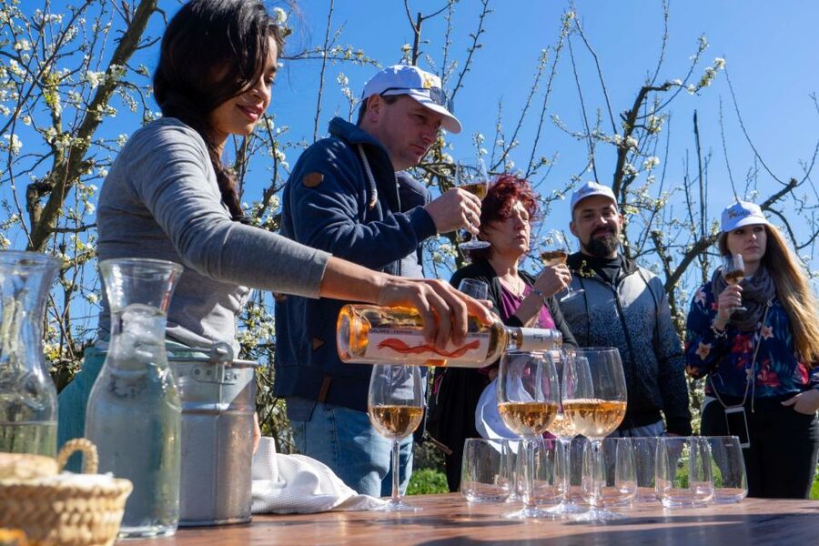 Mallorca: Full-Day Winery Small Group Tour - Stop Two: Cellar Tour, Snacks, and the Picnic or Lunch Moment