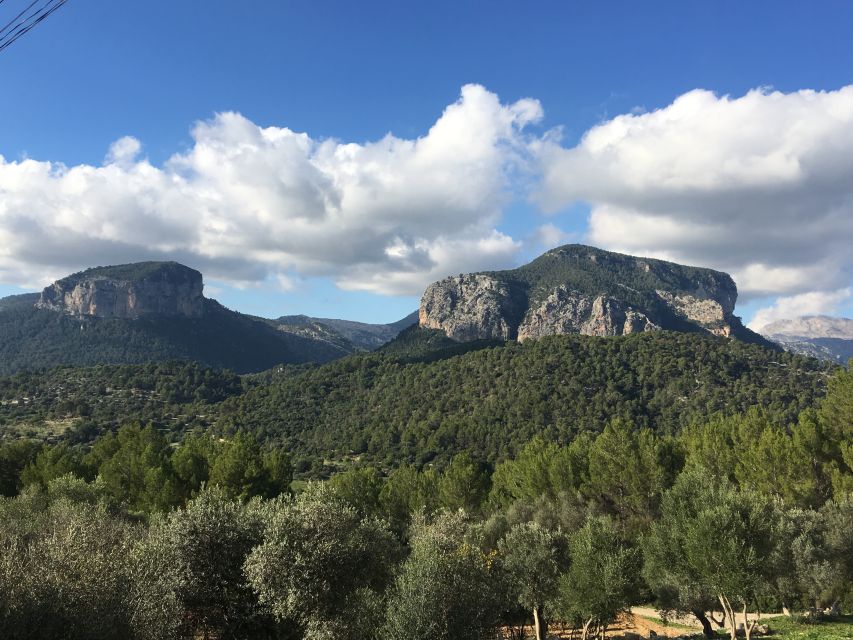 Mallorca: Full-Day Winery Small Group Tour - Who Should Book This Tour (and Who Might Skip It)