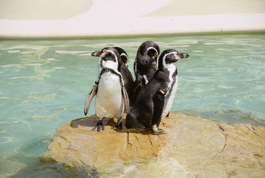 Mallorca: Marineland Tickets with Transfers from the North - Key Points You Should Know Before You Go