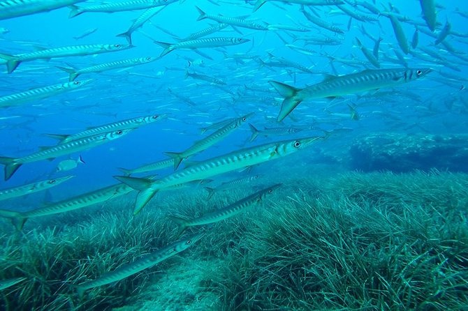 Mallorca: Open Water Diver Course - Shallow-Water Training: Where Confidence Is Built, Not Faked