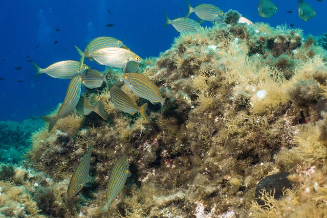 Mallorca: Open Water Diver Course - Four Open-Water Sessions to 18 Meters: What Changes