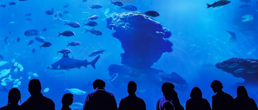 Mallorca: Palma Aquarium Entry Ticket w/ Optional 3D Cinema - Food, timing, and comfort tips for a smooth day