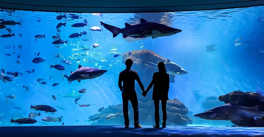 Mallorca: Palma Aquarium Entry Ticket w/ Optional 3D Cinema - Palma Aquarium in Palma: what your $39 ticket really buys