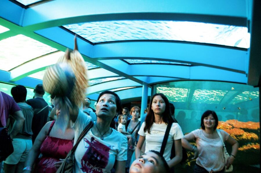 Mallorca: Palma Aquarium Entry Ticket w/ Optional 3D Cinema - The largest living coral exhibition: why it’s more than a photo stop