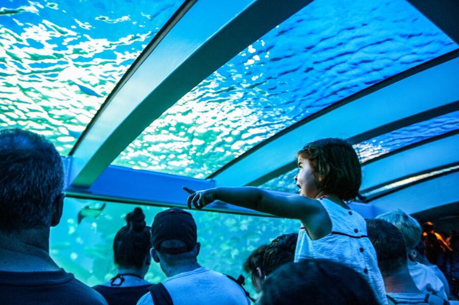 Mallorca: Palma Aquarium Entry Ticket w/ Optional 3D Cinema - Aquadome 3D Cinema: the optional whale experience (and why it works)