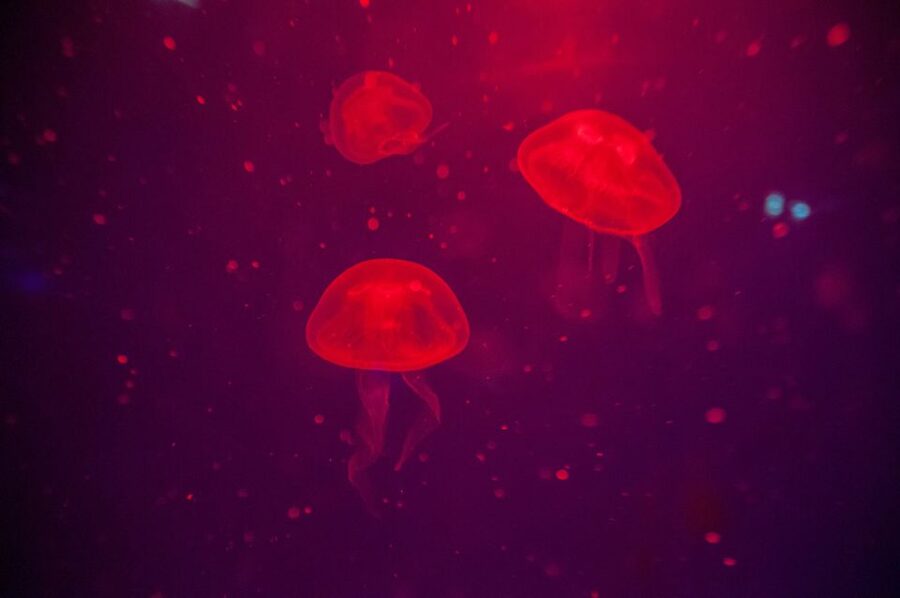 Mallorca: Palma Aquarium Tickets with Transfer - Big Blue: Europe’s largest aquarium moment for shark fans