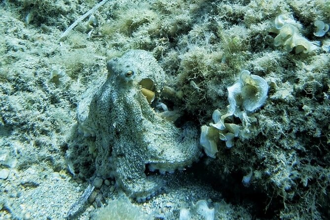 Mallorca PRIVATE Reservation<em>Scuba dive + photo/video – Price math: the low group booking fee plus the day-of 110€ per person’ /></p>
<p><p>Here is the part you need to understand before you book. The listing price is shown as <strong>$29.96 per group (up to 2)</strong>, which sounds like a bargain. But the information also clearly states an additional <strong>110€ fee</strong> you must pay for rental equipment per person on the day of the activity.</p>
</p>
<p><p>The package that is not included is described as photo and videos plus scuba equipment plus the guide price, listed at <strong>110€ per person</strong>. In the additional notes, there is also mention of <strong>100€ per person for insurance and rental of equipment</strong>. The safest way to handle this is to budget as if you will pay the day-of amount listed in the confirmation details, since the text includes both figures in different places.</p>
</p>
<p><p>So is it good value anyway? Often, yes, because you are paying for a private 1-to-2 coaching session and for professional capturing of your GoPro footage. If you tried to replicate this on your own with a rental and separate guide, it would usually cost more and would not feel nearly as smooth.</p>
</p>
<p><p>Who benefits most from this price structure is the person who wants private attention. If you are pairing up with a friend, your effective cost per person usually feels more reasonable than a shared group session.</p>
</p>
<h2>Where you start in Bendinat and how the location works</h2>
<p><img width="669" height="446" decoding="async" src=