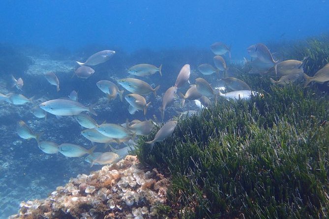 Mallorca: Snorkeling in a Beautiful Nature Reserve - Key highlights I’d plan around