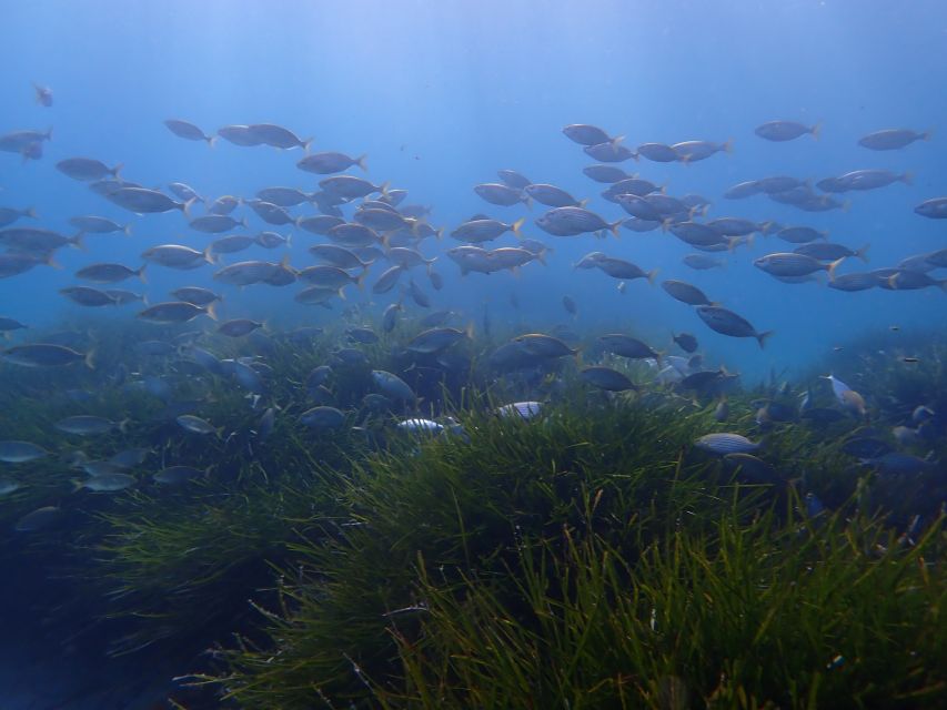 Mallorca: Snorkeling in a Beautiful Nature Reserve - A realistic 3.5-hour plan, from meeting point to last look