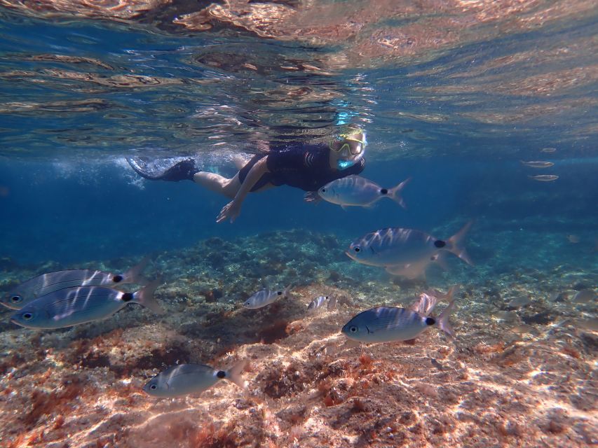 Mallorca: Snorkeling in a Beautiful Nature Reserve - Price and value: what $82 buys you in real terms