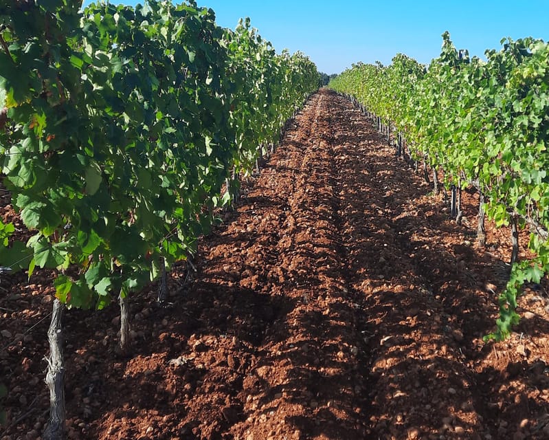 Mallorca: Wine Cellar Tour XL - 3 Wine Tastings incl. GERMAN - Stop 1 at the first bodega: vineyard walk and cellar explanations