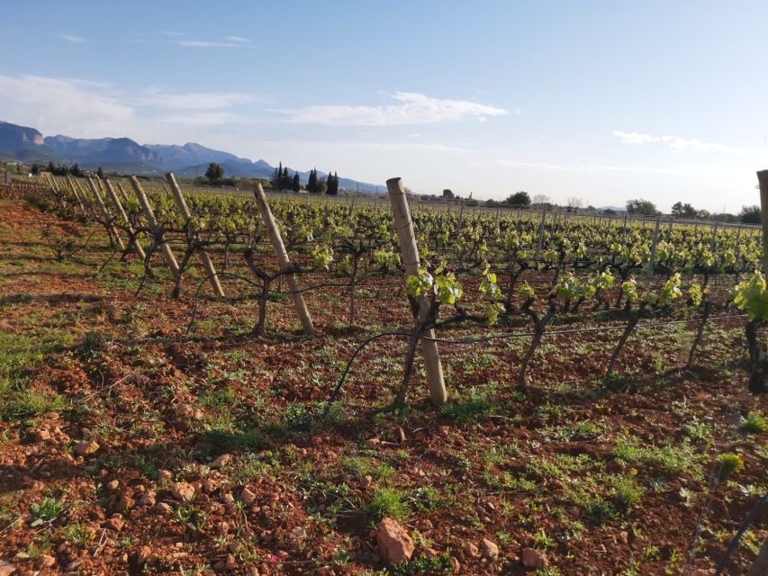 Mallorca: Wine Cellar Tour XL - 3 Wine Tastings incl. GERMAN - Stop 2 and Stop 3: the same format, different regions