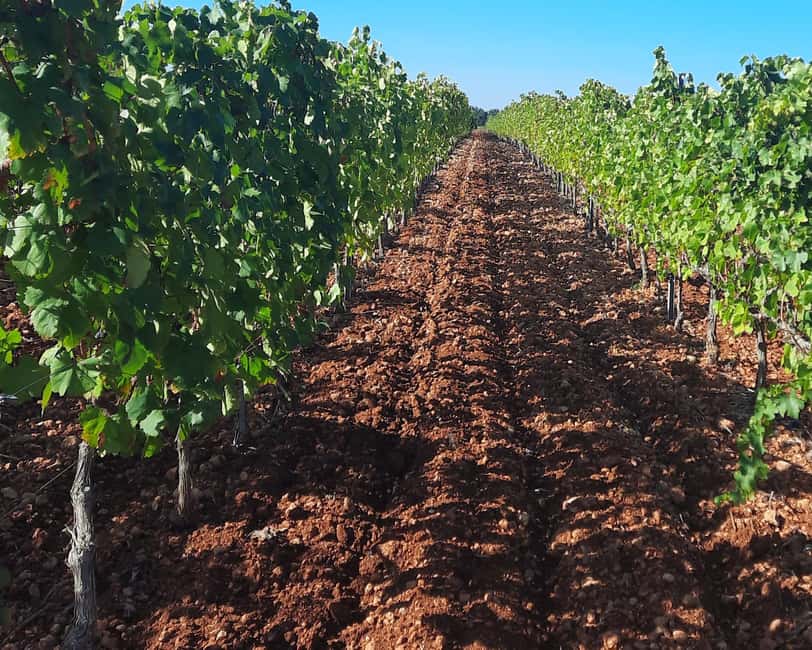 Mallorca: Wine Cellar Tour XL - 3 Wine Tastings incl. GERMAN - Tapas and local olive oil: why the food matters for your tasting