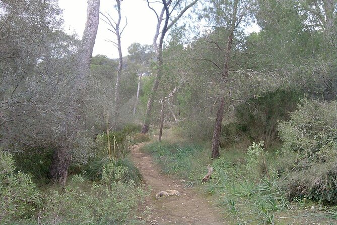 MTB guided tour in Bellver forest and Na Burguesa m.(E-MTB avai.) - Price and time: is $70.98 for 3.5 hours good value?