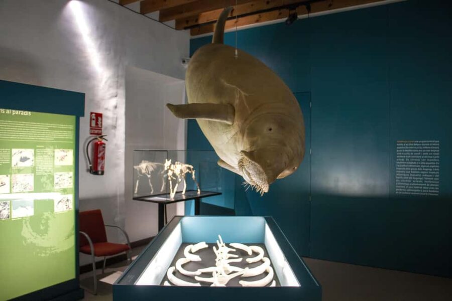 MUCBO | Jardí Botànic de Sóller - Balearic Museum of Natural Sciences - Who should book MUCBO, and who may want a different plan