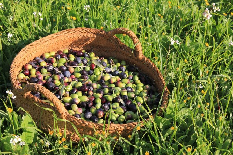 Olive plant and mill visit and tasting - Key highlights at a glance
