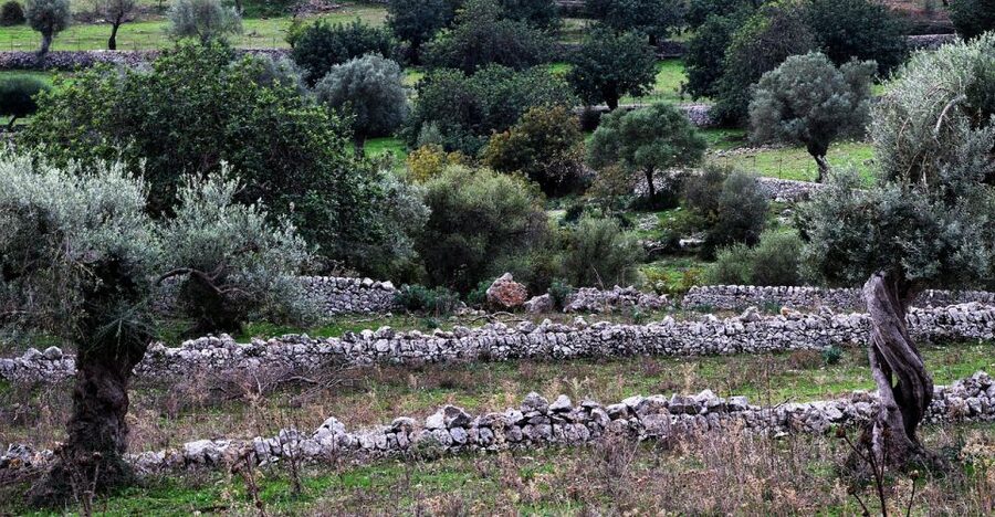 Olive plant and mill visit and tasting - Walking the olive grove: what you actually notice among the trees