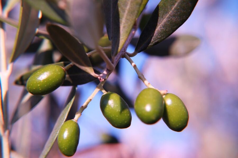 Olive plant and mill visit and tasting - Who this tour is best for on Mallorca