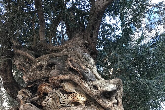 Palma de Mallorca: PRIVATE Local Food And Cathedral Experience - Old streets of Palma, Jewish quarter stops, nuns, and ensaimada