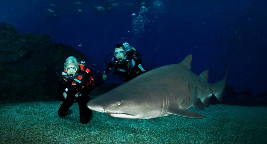 Palma de Mallorca: Shark Dive at Palma Aquarium - Quick hits