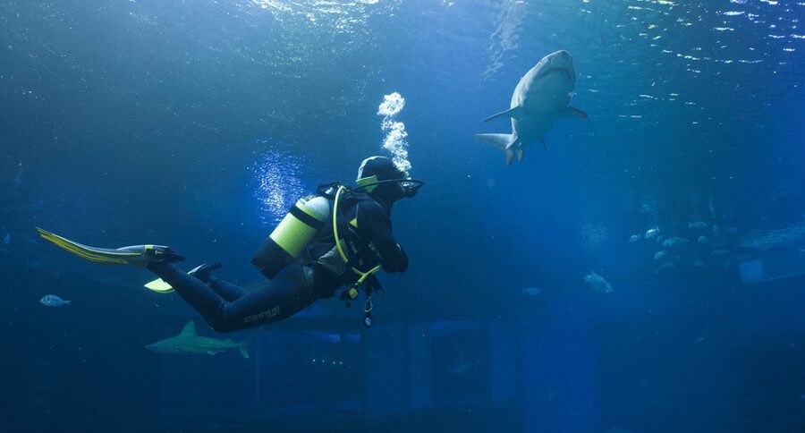 Palma de Mallorca: Shark Dive at Palma Aquarium - Palma Aquarium’s Big Blue tank: why the shark tank feels different