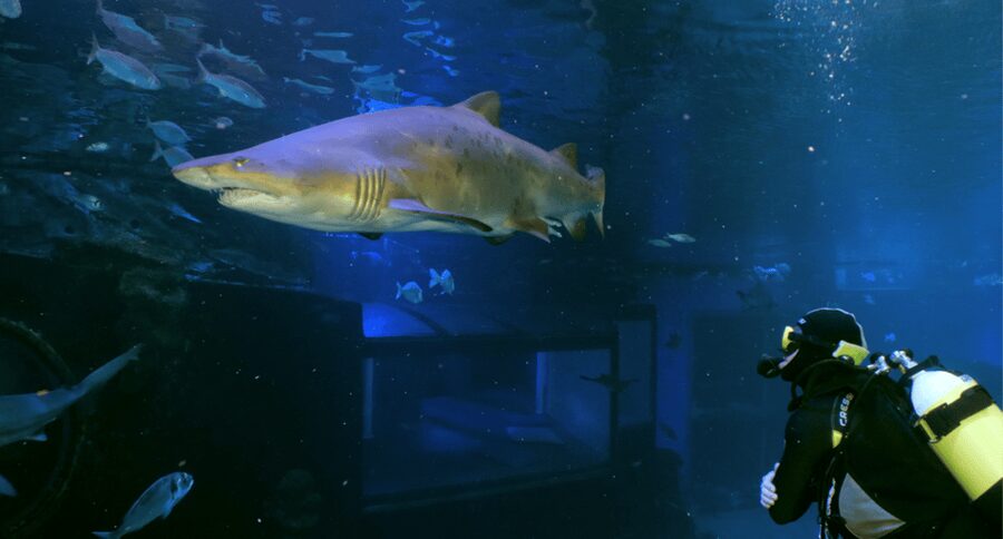 Palma de Mallorca: Shark Dive at Palma Aquarium - Licensed vs first-timer depth: up to 8.5m or 4m