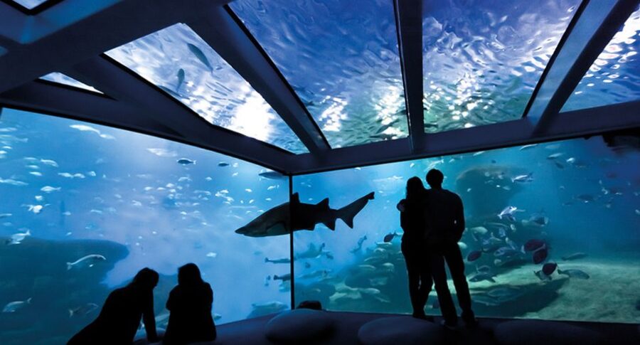 Palma de Mallorca: Shark Dive at Palma Aquarium - Photo and practical tips that can save you stress
