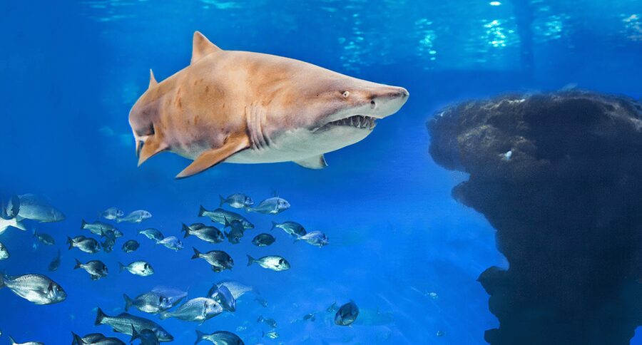 Palma de Mallorca: Shark Dive at Palma Aquarium - Your 1-day schedule at Palma Aquarium: briefing, underwater time, and free wandering