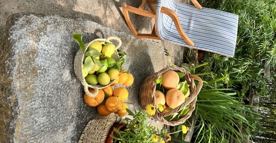 Palma: Orange Farm, Olive Mill, & Winery Tour with Tastings - Key highlights before you go
