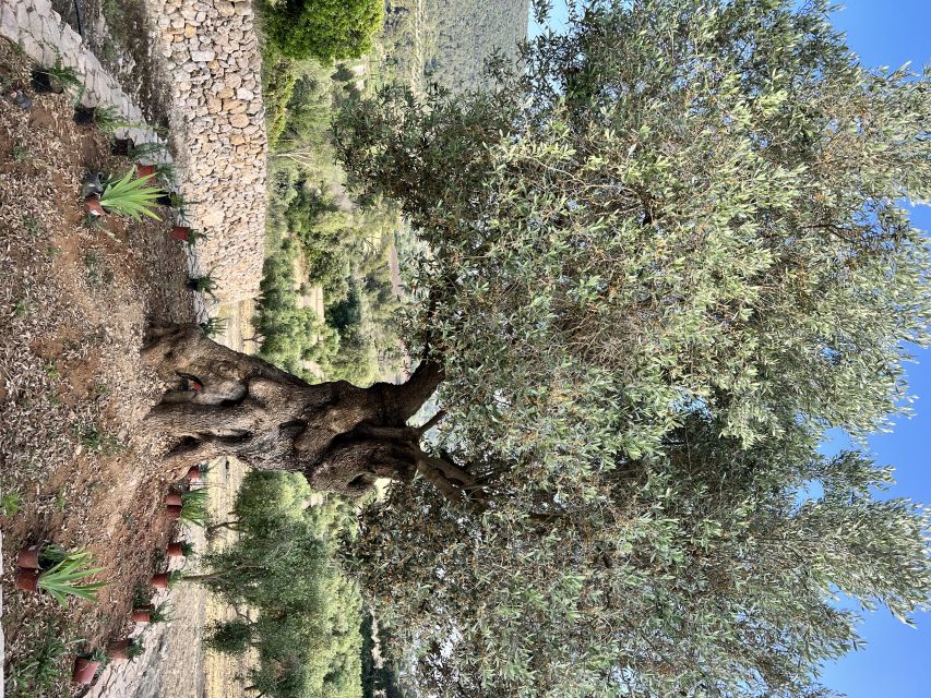 Palma: Orange Farm, Olive Mill, & Winery Tour with Tastings - Picnic lunch with local food: the calm center of a busy day