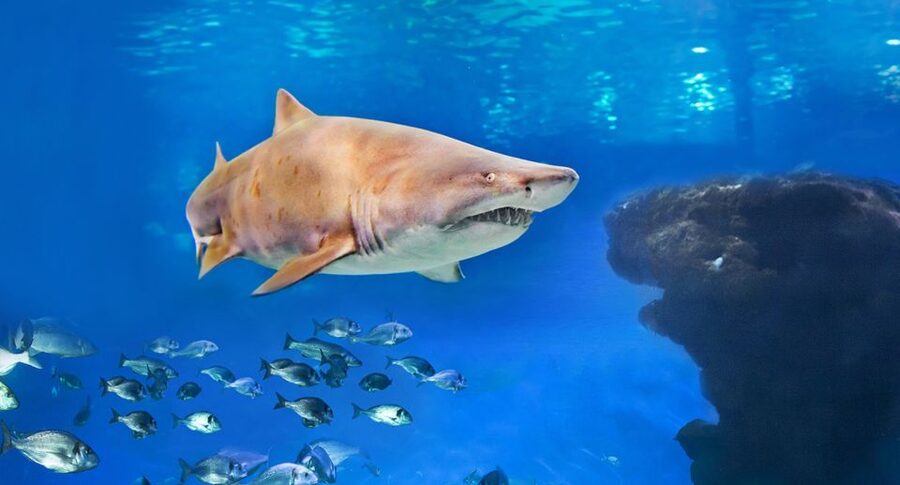 Palma: Palma Aquarium Ticket with Transfer Service - Quick hits before you go